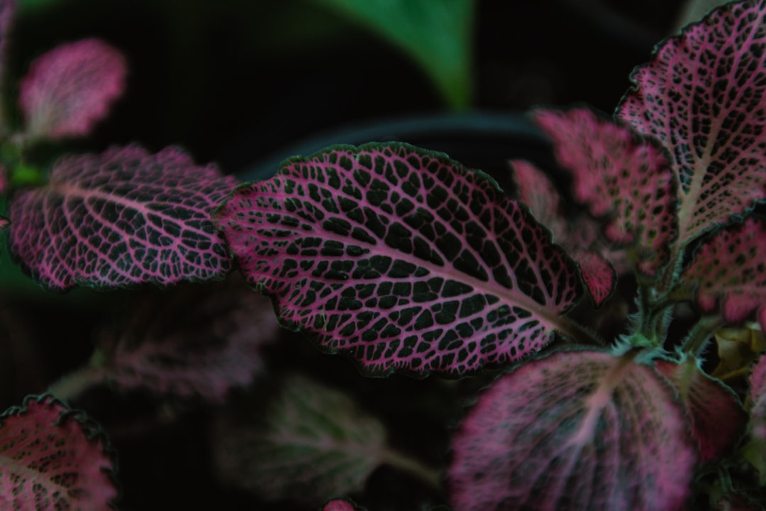 Photo Flowering plant